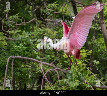 Rosige Löffler (Platalea Ajaja) mit offenen Flügeln, High Island, Texas, USA. Stockfoto