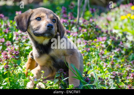 Mix Welpe der Rasse unter den Rasen Blätter und bunte Wiesenblumen Stockfoto