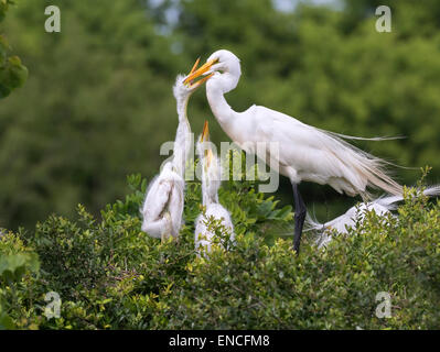 Nestlinge der Silberreiher (Ardea Alba) versuchen zu essen bekommen von ihrer Mutter am Nest, High Island, Texas, USA Stockfoto