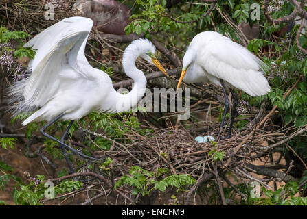 Eine Familie von großen Reiher (Ardea Alba) in der Nähe das Nest mit Eiern in eine Kolonie, High Island, Texas, USA Stockfoto