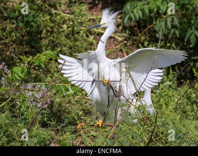 Balz von Snowy Silberreiher (Egretta unaufger) am Rookery, High Island, Texas, USA. Stockfoto