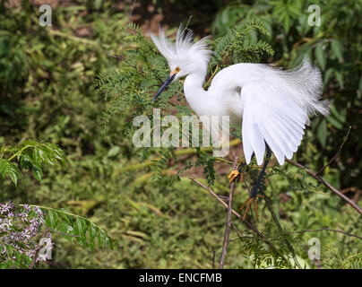 Snowy Silberreiher (Egretta unaufger) in der Zucht Gefieder, High Island, Texas, USA. Stockfoto