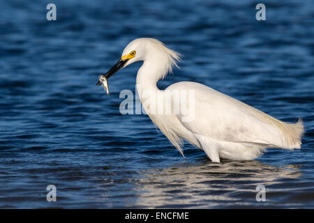 Snowy Silberreiher (Egretta unaufger) Angeln in Gezeiten Mars, Galveston, Texas, USA. Stockfoto