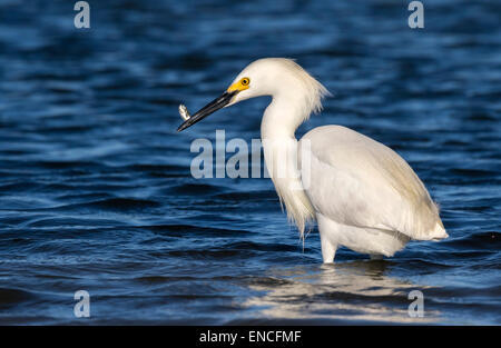 Snowy Silberreiher (Egretta unaufger) Angeln in Gezeiten Mars, Galveston, Texas, USA. Stockfoto