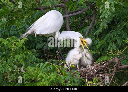 Nestlinge der Silberreiher (Ardea Alba) versuchen zu essen bekommen von ihrer Mutter am Nest, High Island, Texas, USA Stockfoto