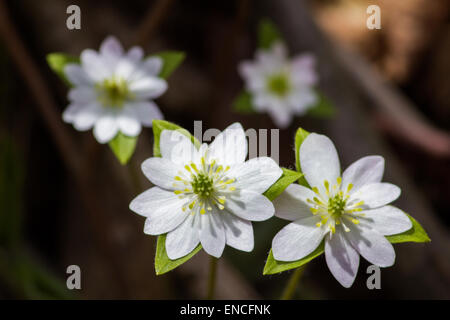 Die hübsche und zierliche Sharp-gelappt Leberblümchen. Stockfoto