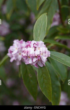 Daphne Bholua "Limpsfield". Stockfoto