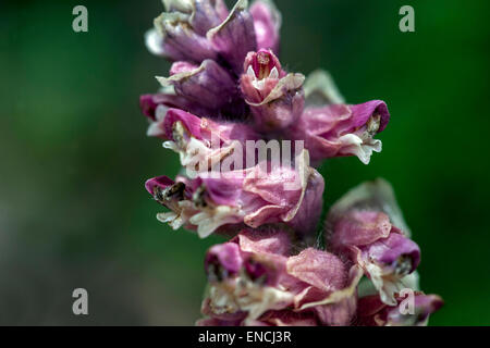 Toothwort, Lathraea squamaria Nahaufblume parasitischer Pflanze Stockfoto