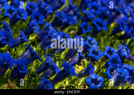 Blau stemless Enzian, Gentiana acaulis Stockfoto