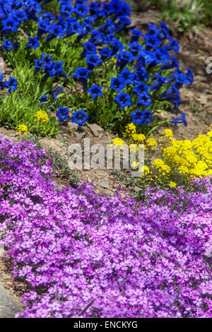 Gentian Gentiana acaulis mit blauem Stiel auf Felsgarten und gelbe Felsenpflanzen von Aurinia saxatilis Stockfoto