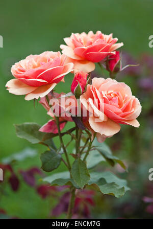 Rosa Grandiflora "About Face" Stockfoto