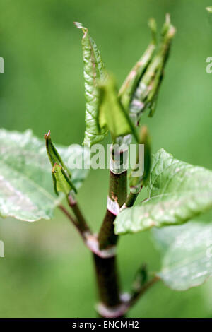 Japanischer Staudenknöterich Fallopia Japonica Reynoutria Japonica, junge Blätter, invasive Pflanze Stockfoto