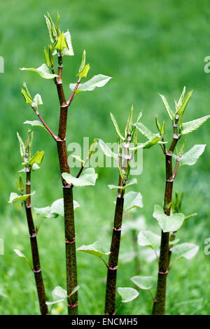 Japanischer Knotweed krautige Stämme mit neuen Blättern Fallopia japonica Reynoutria japonica, junge Blätter, invasive Pflanzentriebe des Wachstums Stockfoto