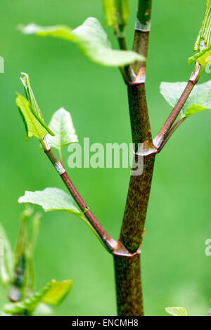 Japanischer Knotweed, Fallopia japonica Reynoutria japonica, junge Blätter auf einem Stamm, invasive Pflanze Stockfoto