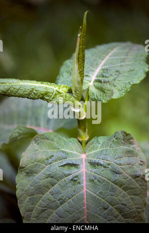 Riesige Knöterich Fallopia Sachalinensis Reynoutria Sachalinensis, junge Blätter, invasive Pflanze Stockfoto