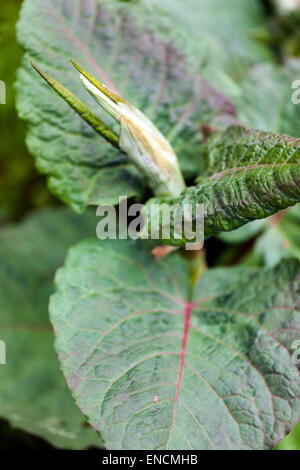 Riesige Knöterich Fallopia Sachalinensis Reynoutria Sachalinensis, junge Blätter, invasive Pflanze Stockfoto
