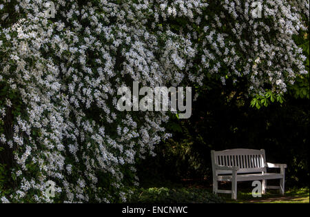 Perle Busch weiße Blüte Exochorda Albertii, weiße Holzbank unter die Bäume in voller Blüte Stockfoto