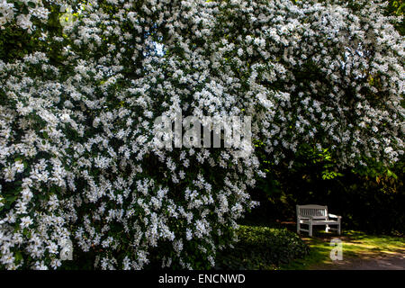 Perlenbusch, weiße Blüte, Exochorda albertii, weiße Holzbank unter einem blühenden Baum, Gartenbälge Stockfoto