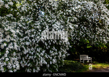 Perlenstrauch weiße Blüte Exochorda albertii, weiße Holzbank unter einem blühenden Baum in Blüte, Gartenbank darunter Stockfoto