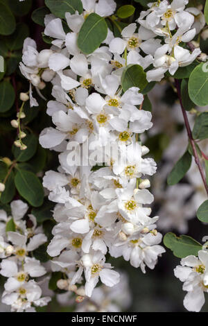 Perlenbusch, Perlenbusch, weiße Exochorda albertii blühen Stockfoto