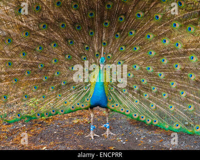 Pfau mit Federn Stockfoto