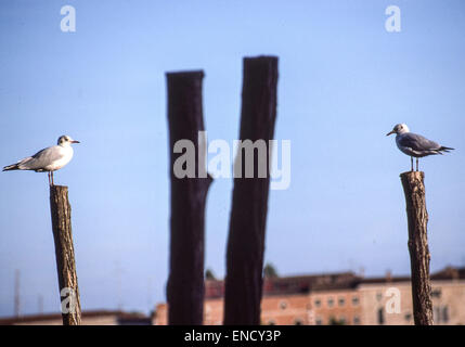 Venedig, Provinz Venedig, Italien. 1. September, 1985. Zwei gemeinsame europäische Möwen (Larus Canus Canus) thront auf Pfähle-Face off an der Waterfront Venedig. Venedig, ein UNESCO-Weltkulturerbe zählt zu den beliebtesten internationalen Reisezielen. © Arnold Drapkin/ZUMA Draht/Alamy Live-Nachrichten Stockfoto