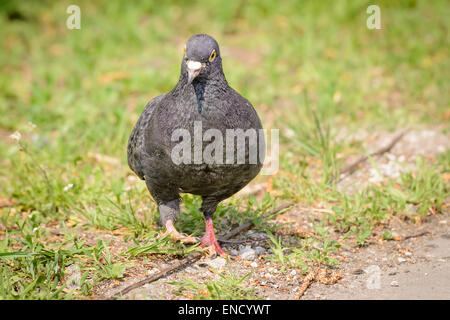 Eine graue Taube spaziert auf dem grünen Rasen Stockfoto