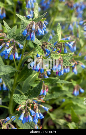 Symphytum caucasicum, Beinwell, blaue Beinwell, kaukasische Beinwell Stockfoto