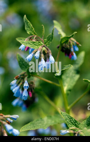 Symphytum caucasicum, Beinwell, blaue Beinwell, kaukasische Beinwell Stockfoto