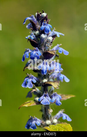 Ajuga reptans Blumenporträt Stockfoto