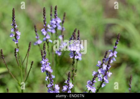 Texas-vervain Stockfoto