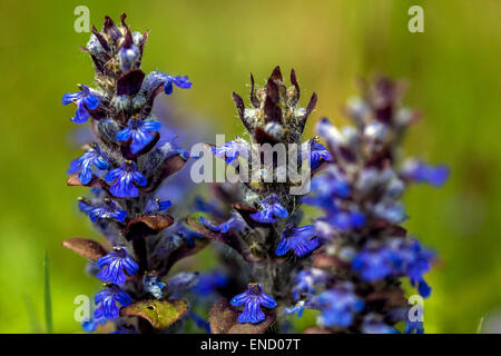 Ajuga reptans blau, Nahaufnahme, Blumen, Teppichhörnchen Stockfoto