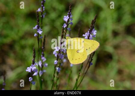 Texas Eisenkraut mit Orange Schwefel Schmetterling Stockfoto