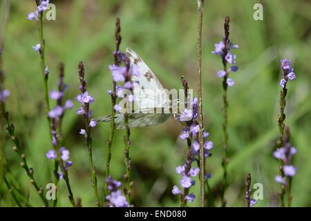 Texas Eisenkraut mit karierten weißen Schmetterling Stockfoto