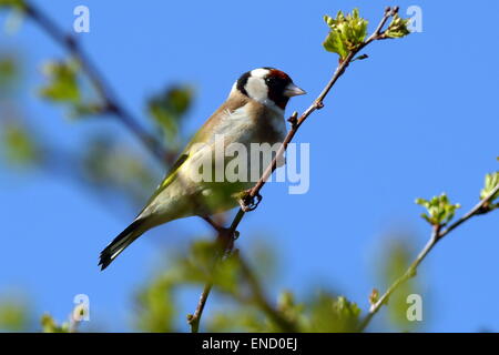 Stieglitz gehockt Weißdorn Zweig gegen blauen Frühlingshimmel Stockfoto