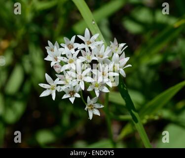 Texas Wildzwiebel Blume Stockfoto