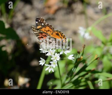 Amerikanischer Distelfalter auf Texas wilde Zwiebel Blume Stockfoto