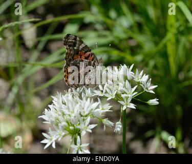 Amerikanischer Distelfalter auf Texas wilde Zwiebel Blume Stockfoto