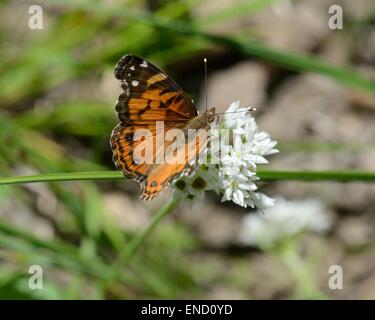 Amerikanischer Distelfalter auf Texas wilde Zwiebel Blume Stockfoto