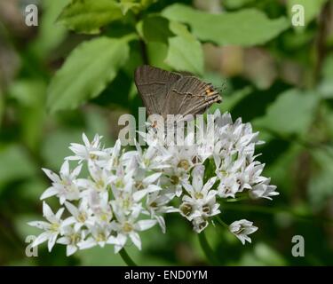 Grau-Zipfelfalter auf Texas wilde Zwiebel Blume Stockfoto