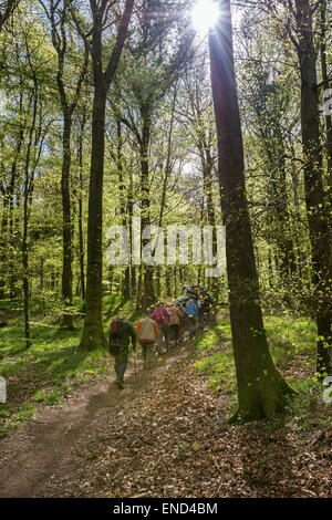 Gruppe von Wanderern, Wandern, im Forest of Dean auf organisierte Wanderung im zeitigen Frühjahr. Gloucestershire England UK Stockfoto