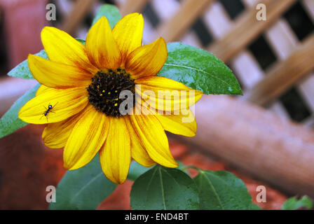 Nahaufnahme eines Schwarze Ameise auf eine gelbe Sonnenblume an einem regnerischen Tag gegen einen hölzernen Gitter Stockfoto
