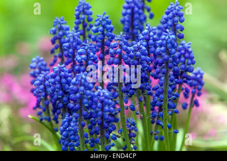 Muscari Armeniacum Grape Hyacinth Stockfoto