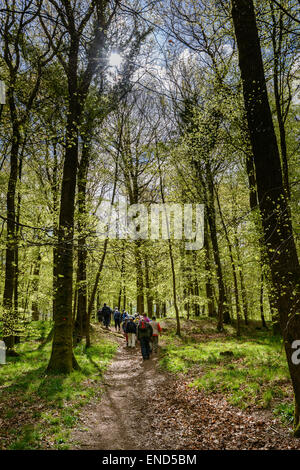 Gruppe von Wanderern, Wandern, im Forest of Dean auf organisierte Wanderung im zeitigen Frühjahr. Gloucestershire England UK Stockfoto