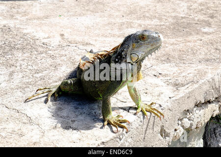 Leguan, St. Martin Stockfoto