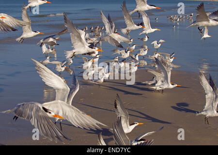 Herde von Sandwich und königliche Seeschwalben Sterna Maxima im Flug auf Tideline Golf-Küste Florida USA Stockfoto