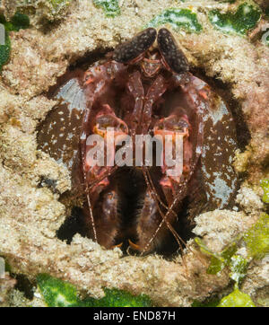 Fangschreckenkrebse in seinem Loch durchbohren Stockfoto