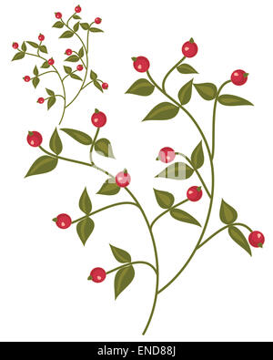 zur Veranschaulichung der grün belaubten Zweige mit roten Beeren in eine abstrakte Muster auf weißem Hintergrund Stockfoto