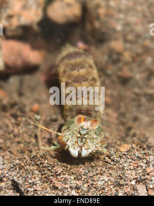 Mantis shrimp vor der Bohrung Stockfoto