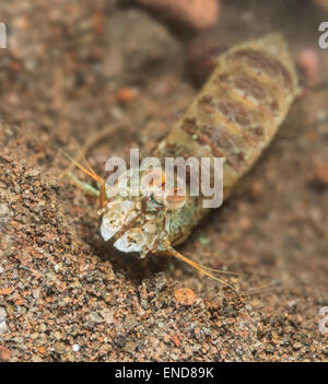 Mantis shrimp vor der Bohrung Stockfoto